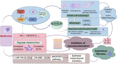 Revolutionary drug repositioning: the preventive and therapeutic potential of metformin and other antidiabetic drugs in age-related macular degeneration